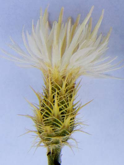 white flower